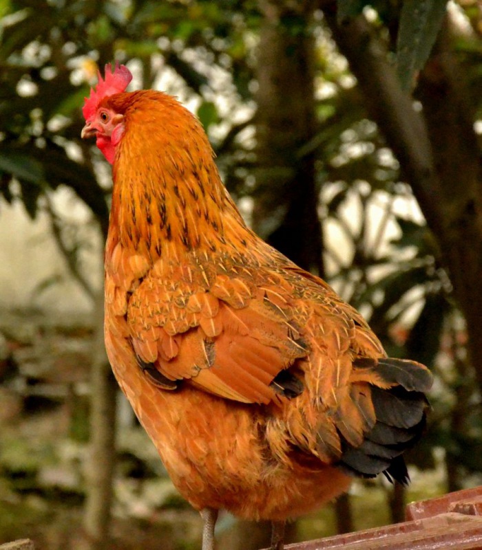 散养土鸡